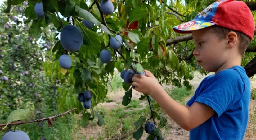 Tanultak az aszályból, így lehet biztonságosabb a gyümölcstermesztés a Homokhátságon