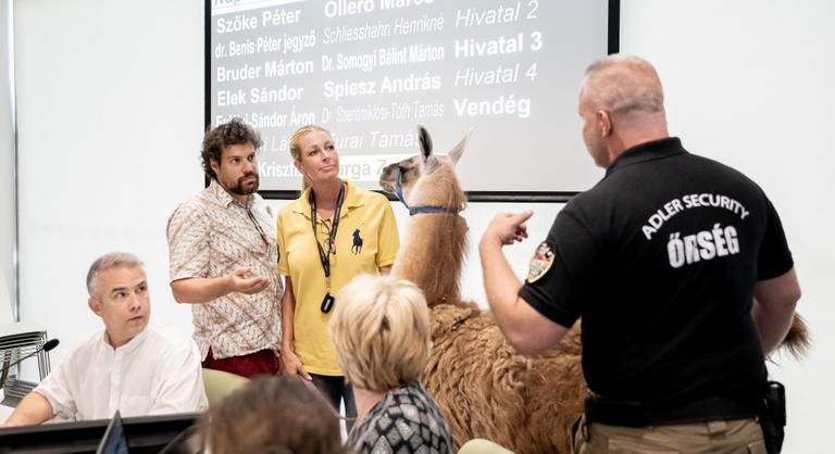 Nem csitul a törökbálinti láma-botrány, valami nem stimmel a bérleti díjjal