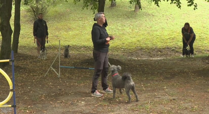 A felelős állattartásról a gyermektáborban