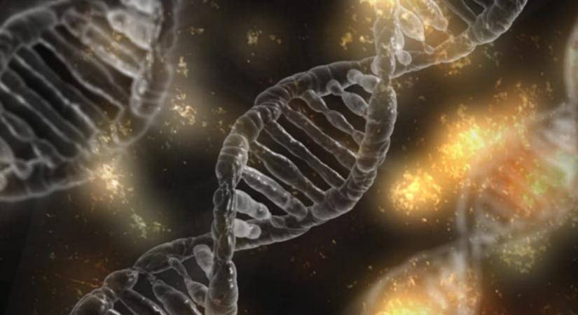Az ön DNS-ben is ott van egy rejtett kód, ami szabályozza az evolúciót