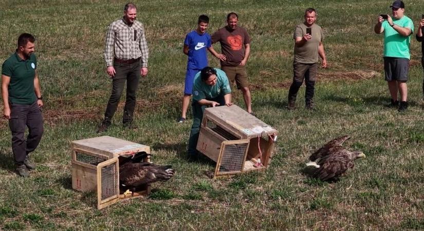 Már a róka is belekóstolt volna – így húzták ki a bajból a pusztamagyaródi rétisast