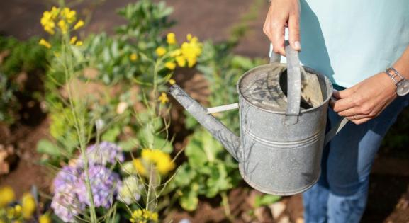 Locsolj fákat, védd a jövőt: így segíthetsz a felmelegedésen  2 könyv a fák erejéről