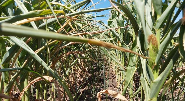 A Duna–Tisza köze megint kimaradt az esőkből