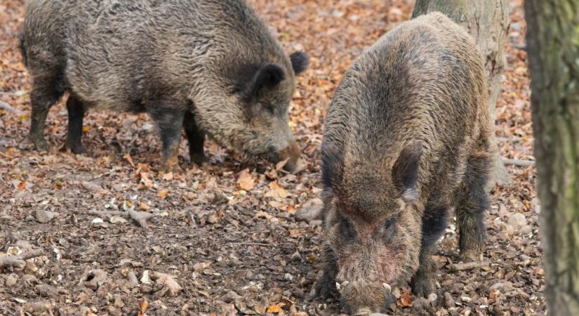 Egyre súlyosabb a járványhelyzet a szomszédban: ez már minket is érinti