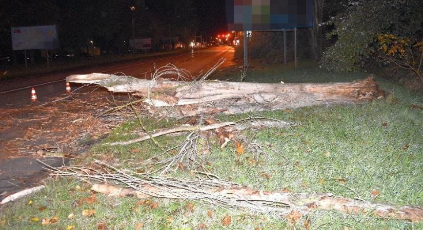Nem vágta ki az elkorhadt fát a megbízott vállalkozó, pont egy kocsi előtt dőlt ki