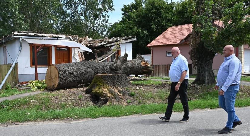 Egy tölgyfa emlékezete Lónyáért, a Beregért, a jövőnek