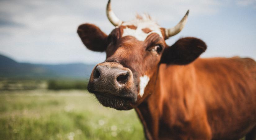 A kéknyelv-betegség újra elszabadult: erre kell készülni július 8-tól