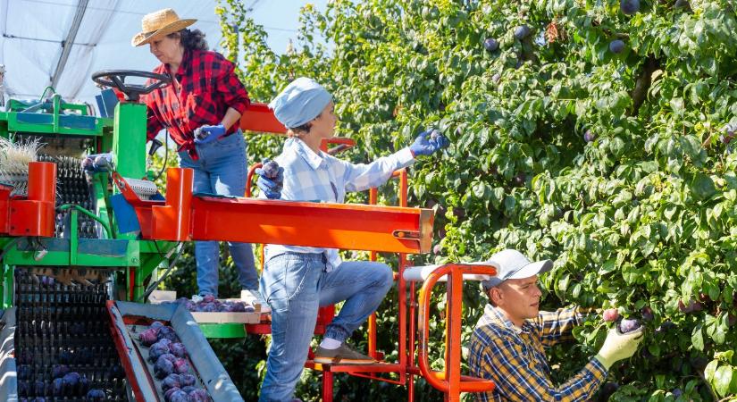 Munkavédelem az agráriumban: nem luxus, hanem kötelesség