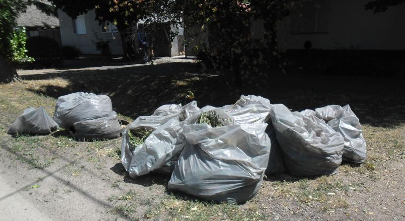 Otthagyta a szabályosan kitett zöldhulladékot a MOHU