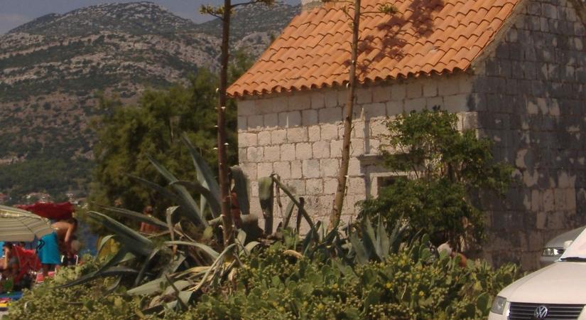 Agávé-virágzás: egyszeri, de felejthetetlen
