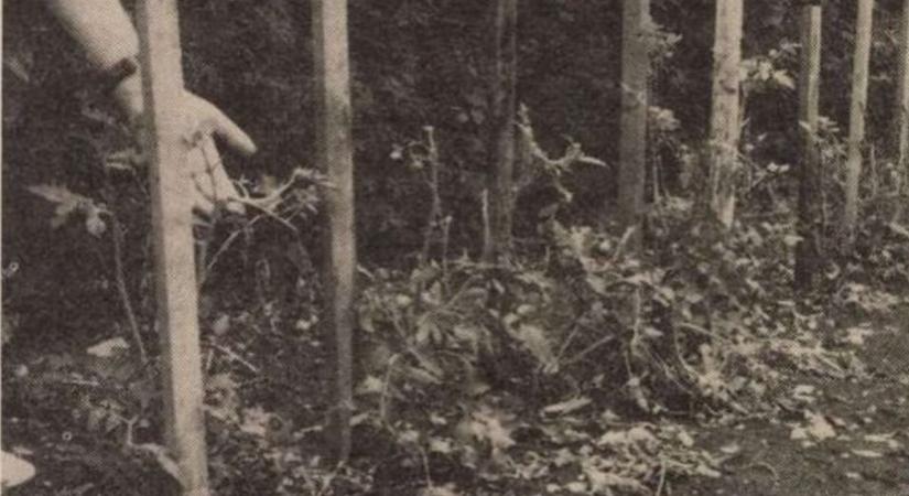 Fekete felhő borult az égre - Jég verte el Burgenlandot és Kőszeget