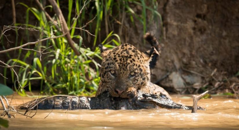 Innovatív vadászok: ezért tekintik prédának a jaguárok a kajmánokat (videó)