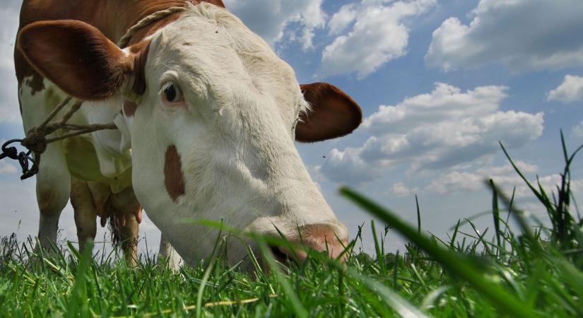 Forradalmi változás a tejtermelésben, őssejtek segíthetnek egészségesebb tejet adni