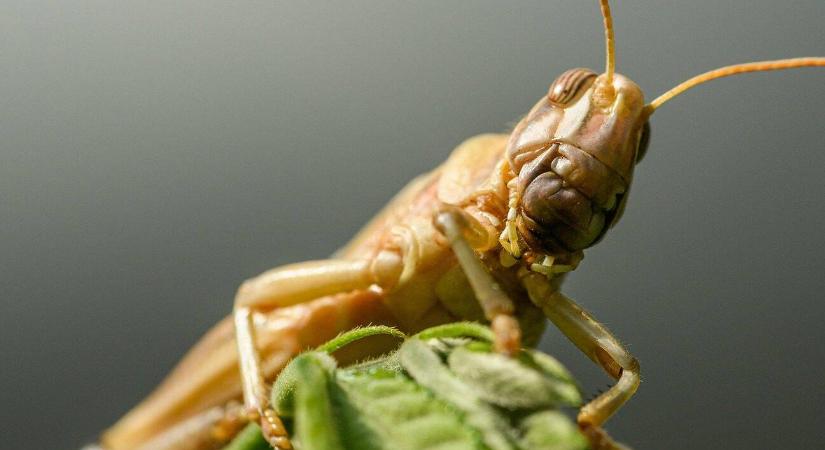 Sáskajárás Ukrajnában: veszélyben a termés