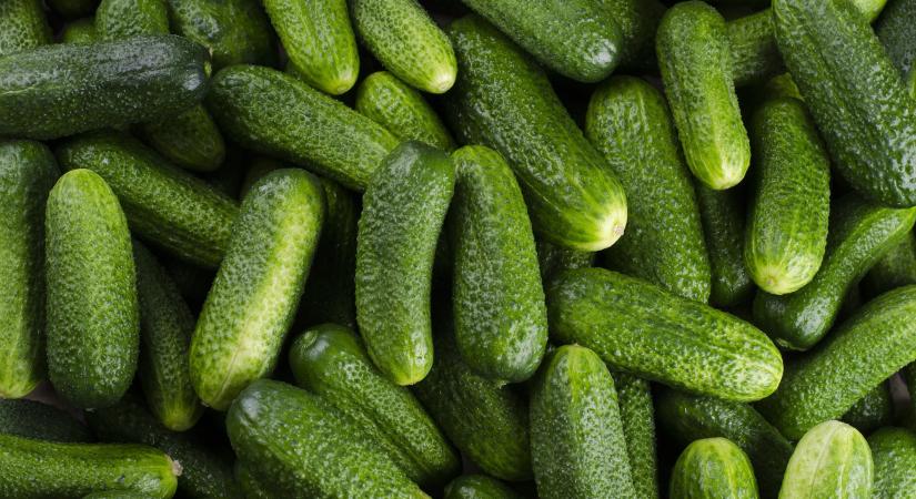 Rekord közelében az uborka ára Lengyelországban