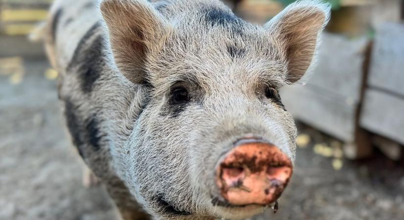 Kiengedték Chilit a törpemalacot karanténjából, most szerető otthonát keresi!