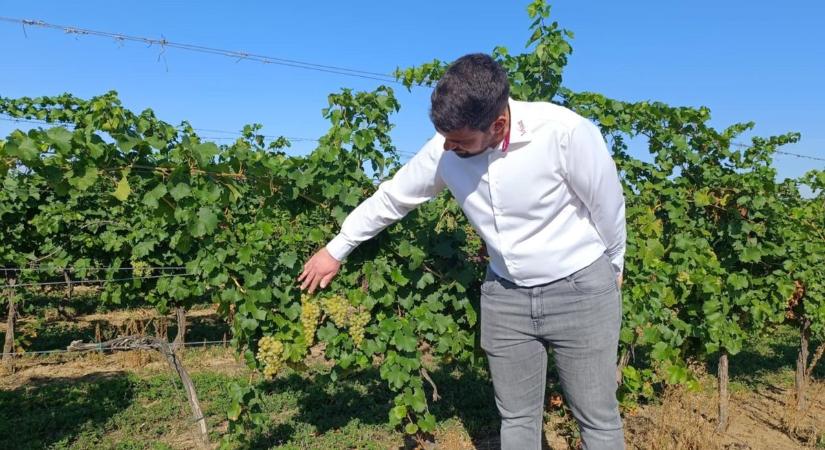 A nyár derekán már elkezdték a szüretet Ordacsehiben