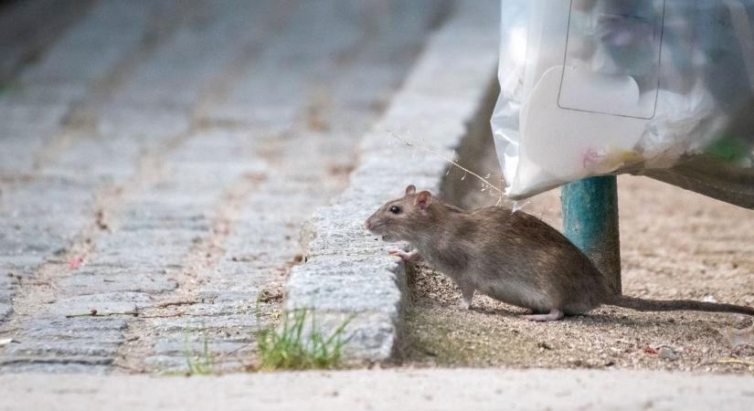 „A dögök itt vannak” - kiborultak a patkányok miatt a tatabányaiak