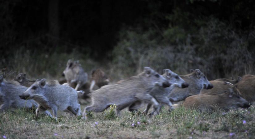 Elharapódzott a vaddisznóhelyzet a Hegyvidéken