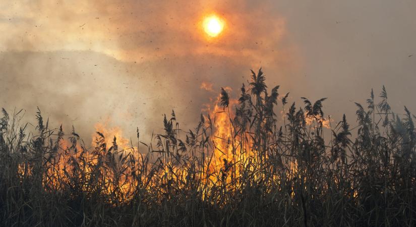 Holttest a Balatonban