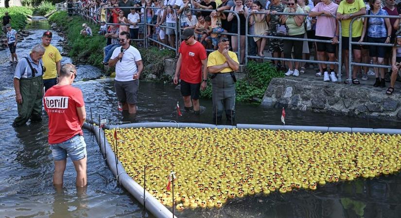 A kacsák ezúttal a kórházért úszhatnak