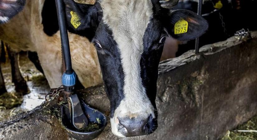 Tejpiaci óriás romániai cégét veszi meg a Bonafarm