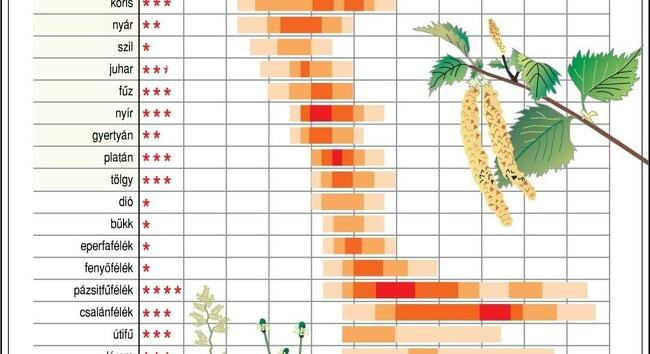 Kezdődik a parlagfűpollen-szezon: készüljön fel időben az allergiás tünetekre