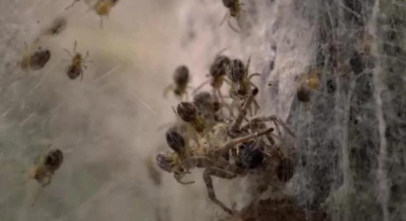 Videón, amint saját gyermekei falják fel a pókanyát