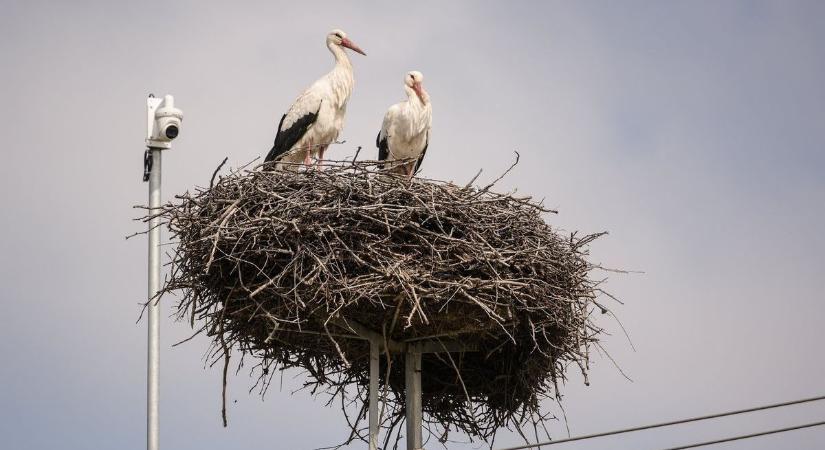 Így menekültek meg a vihart túlélő gólyák, és kezdtek új életet Hevesben!