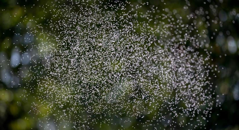 30 éve nem látott árvaszúnyog-invázió sújtja a Balatont