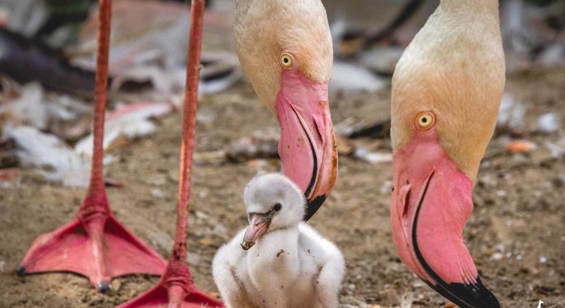 Nagyon cuki fotókon pózolnak a veszprémi flamingófiókák
