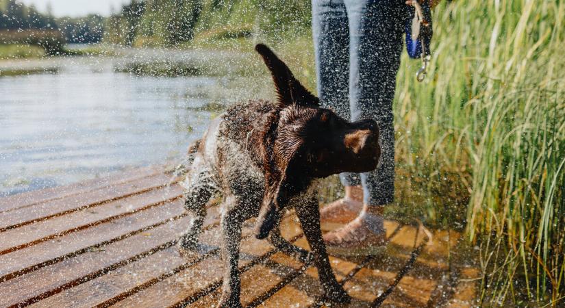 Kutyafürdetés – ügyeljünk a szabályokra és kedvencünk biztonságára
