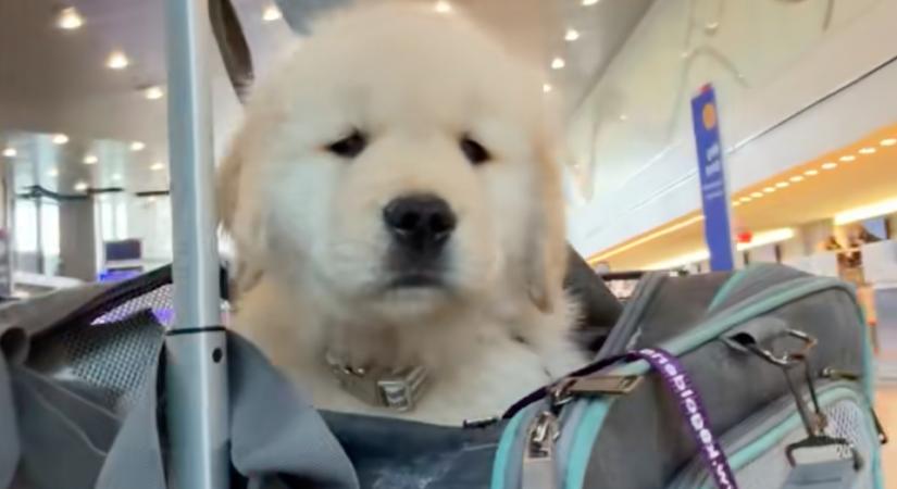 Hosszú repülőútra viszik a kis golden retrievert: a reakciója megdobogtatja a szíveket - Videó