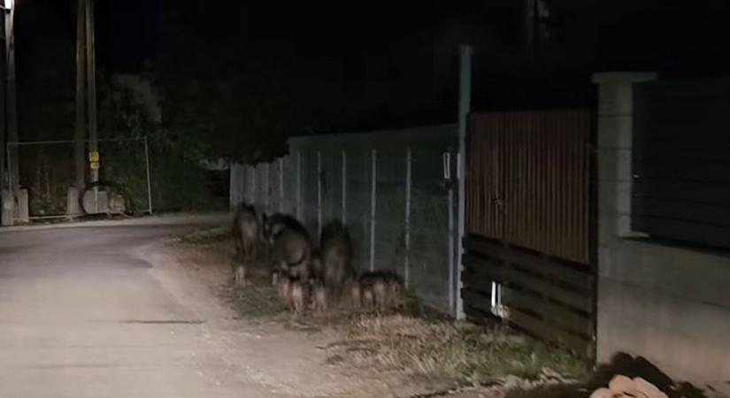 Vaddisznókonda portyázott Balatonalmádiban ( videó)