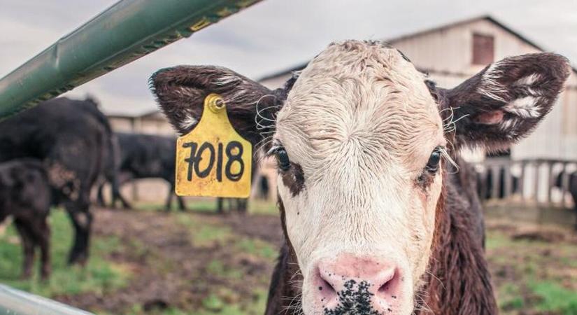 A magyar agrárcsoport holland leánycéget vesz meg Romániában