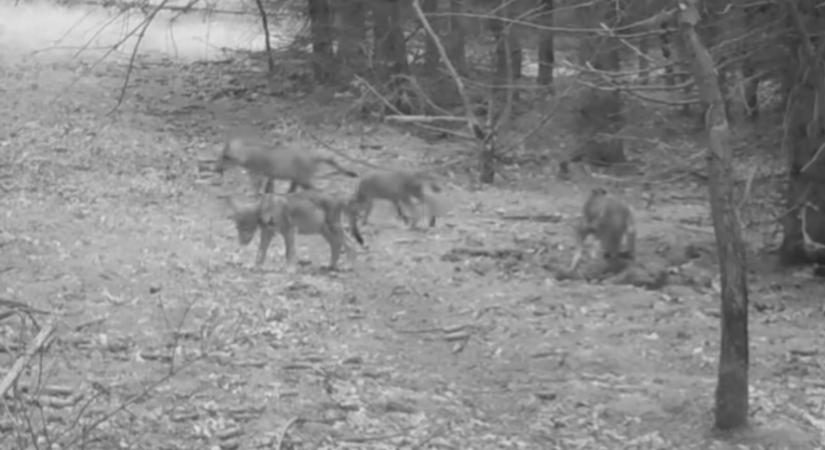 Videón az idei farkaskölykök az Aggteleki-karsztból – játék közben kapták lencsevégre őket
