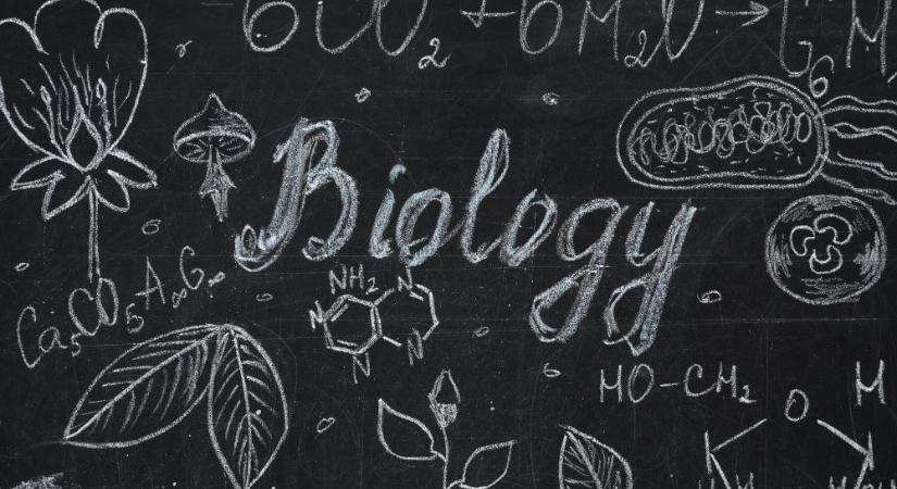 Biológia teszt a nyári szünetre: melyik az emberi test legerősebb izma?