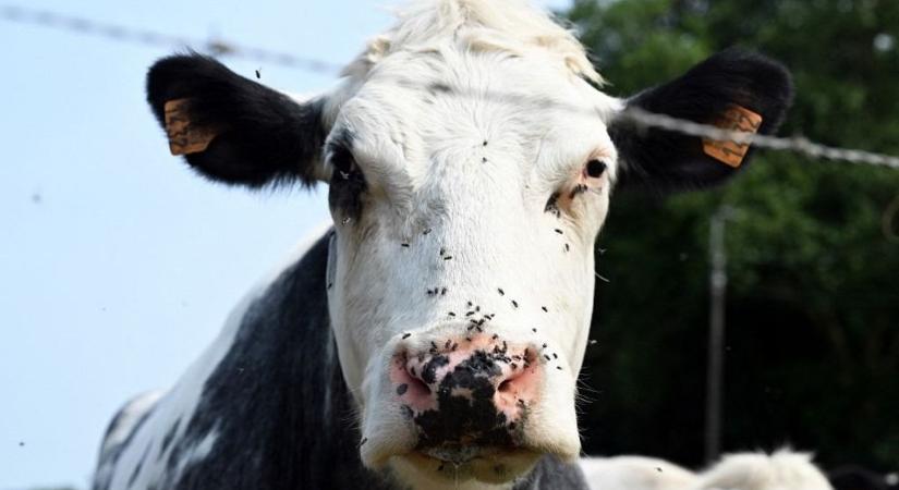 Pestistől a himlőn át a lépfenéig: állatbetegségek vírusai keringenek körülöttünk