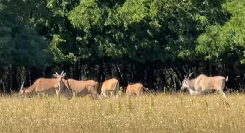 Ezúttal „cuki” antilopokat videózott Hatvanpuszta mellett a Gulyáságyú Média