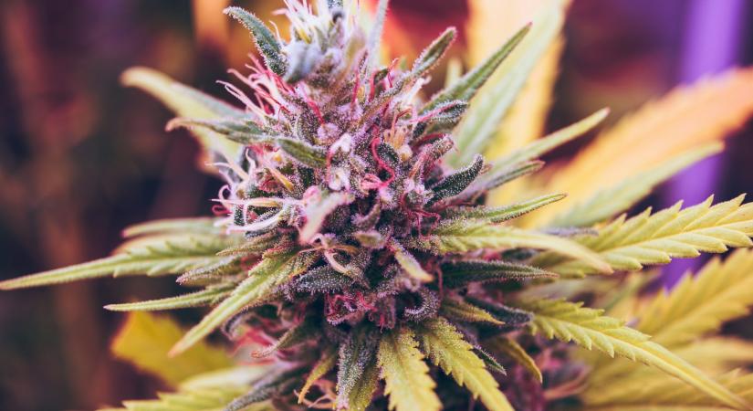 Triplájára növeli a szájüregi rák kockázatát a kannabiszhasználat