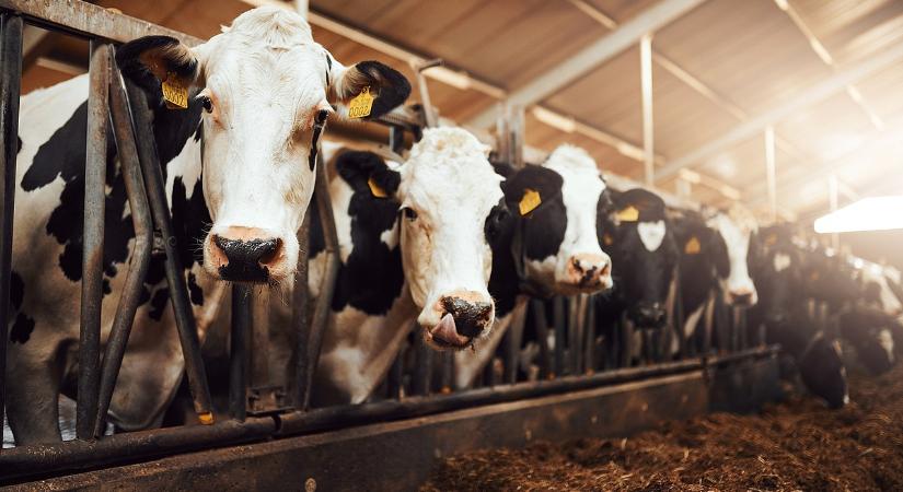 Összerezzenhetnek a gazdák: közeleg az állattartás szigorítása