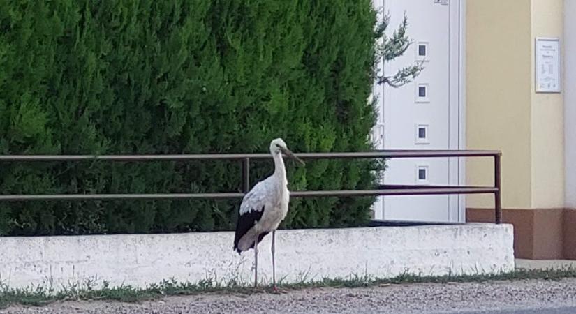 Rekordszámú gólyafiókát gyűrűztek meg az idén országszerte