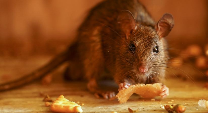 Megugrott a patkányészlelések száma mióta a főváros cége végzi az írtást