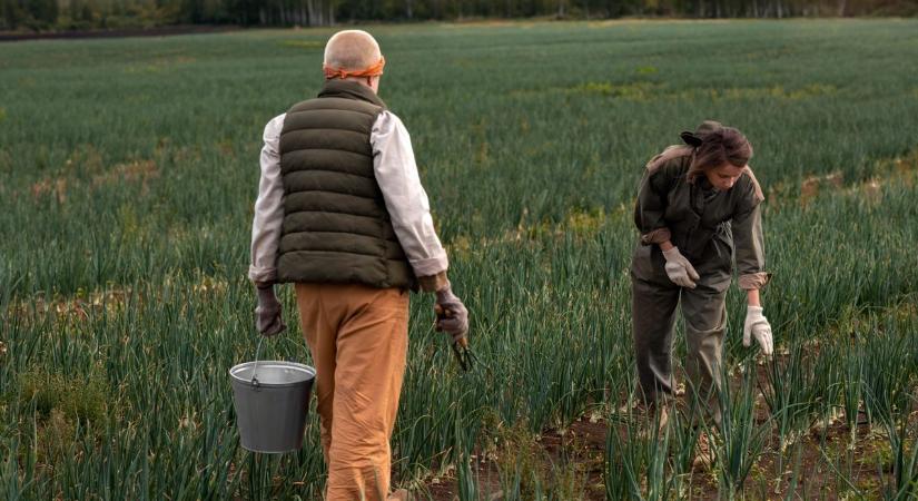 Így változtak az alkalmi munkavégzés szabályai