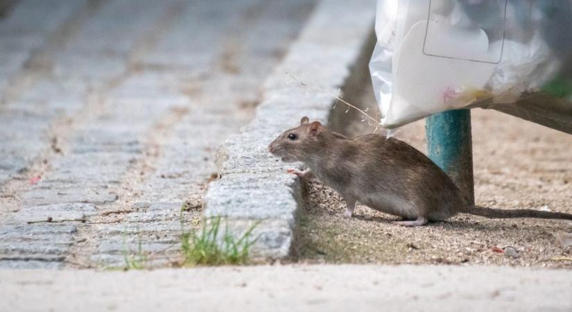 Nagyon megugrott a patkányészlelések száma Budapesten