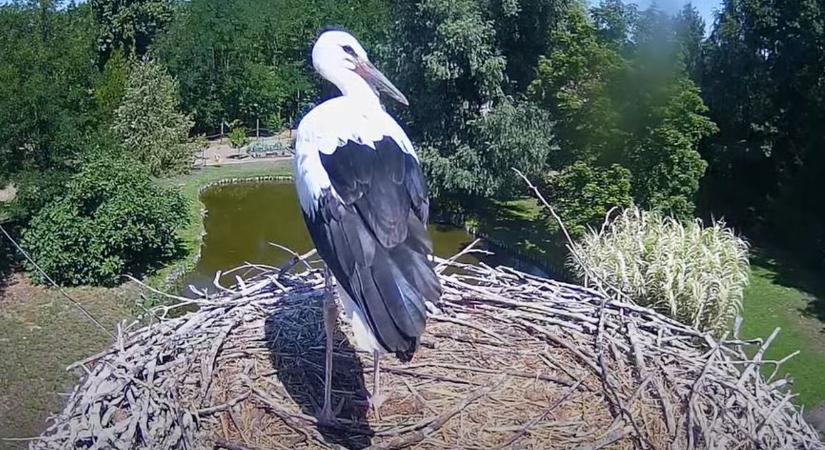 Elrepült Soltika, a solti fészek kis kedvence – videóval