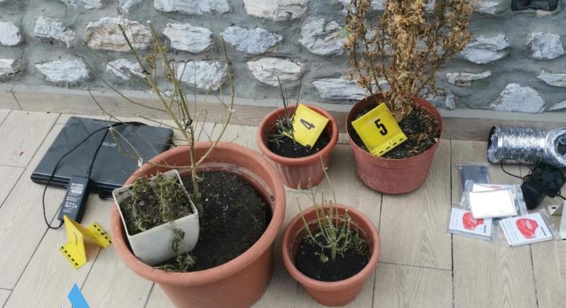 Zsebében zöld, otthon ültetvény – lebukott a szilvásváradi „kertész”