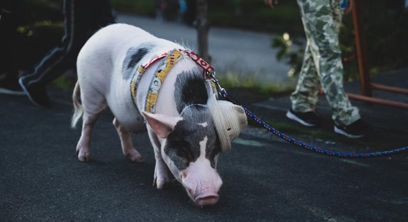„Koca vagy influencer?” – A disznók meglepően szociális élete