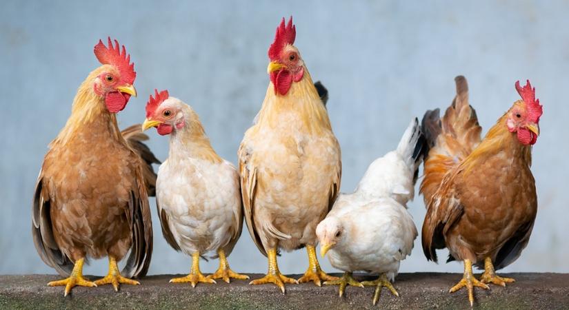 Kapirgálás mesterfokon – A tyúkok rangsora és a napi dráma