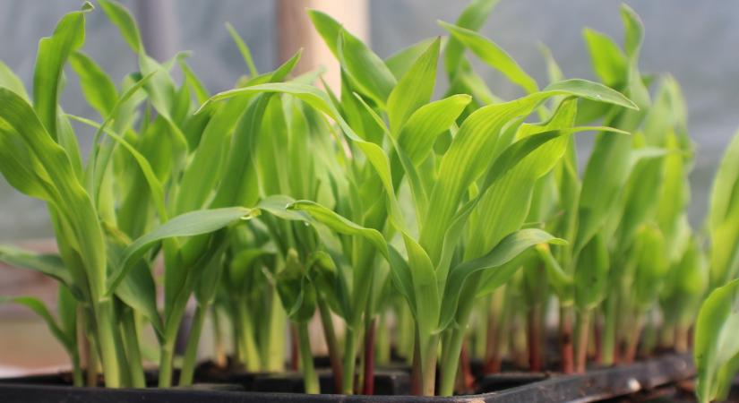 Kukoricát a balkonra? – Így nevelj mini kukoricát cserépben!